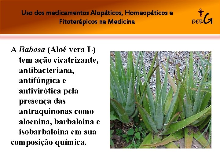 Uso dos medicamentos Alopáticos, Homeopáticos e Fitoterápicos na Medicina A Babosa (Aloé vera L)