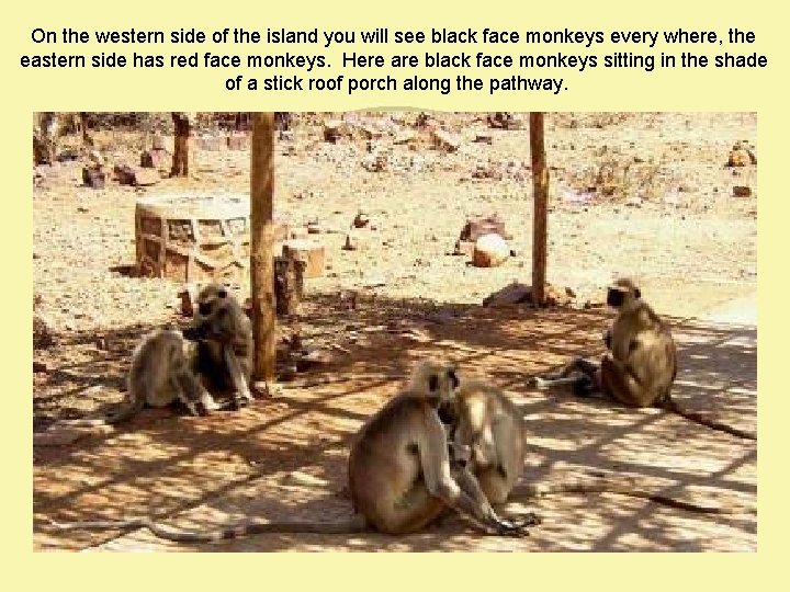 On the western side of the island you will see black face monkeys every