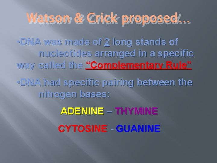 Watson & Crick proposed… • DNA was made of 2 long stands of nucleotides