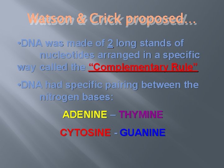 Watson & Crick proposed… • DNA was made of 2 long stands of nucleotides