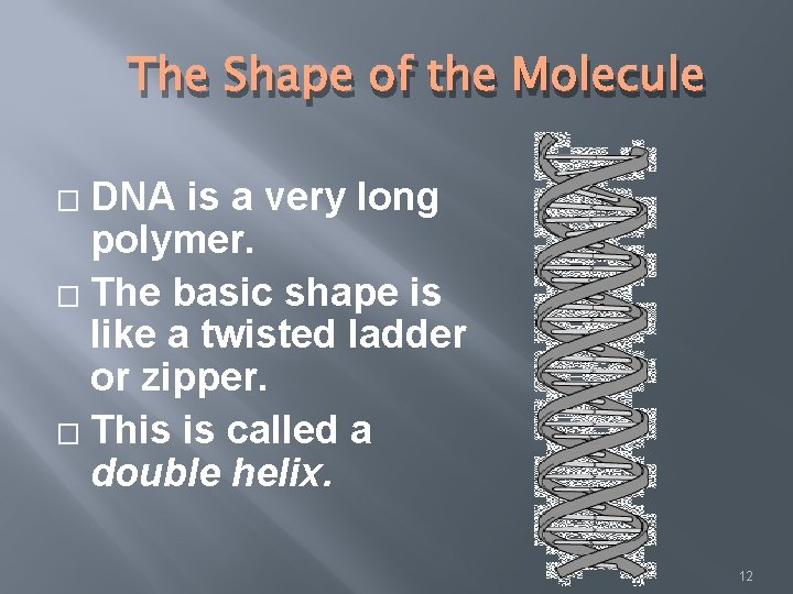 The Shape of the Molecule DNA is a very long polymer. � The basic