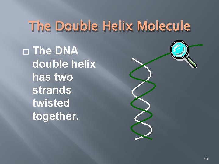 The Double Helix Molecule � The DNA double helix has two strands twisted together.