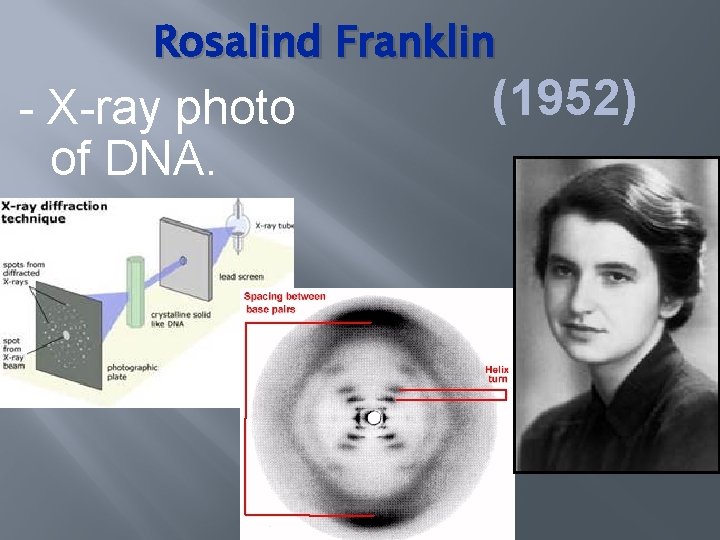 Rosalind Franklin - X-ray photo of DNA. (1952) 