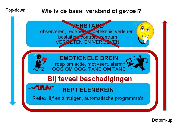 Top-down Wie is de baas: verstand of gevoel? “VERSTAND” observeren, redeneren, betekenis verlenen, besluiten: