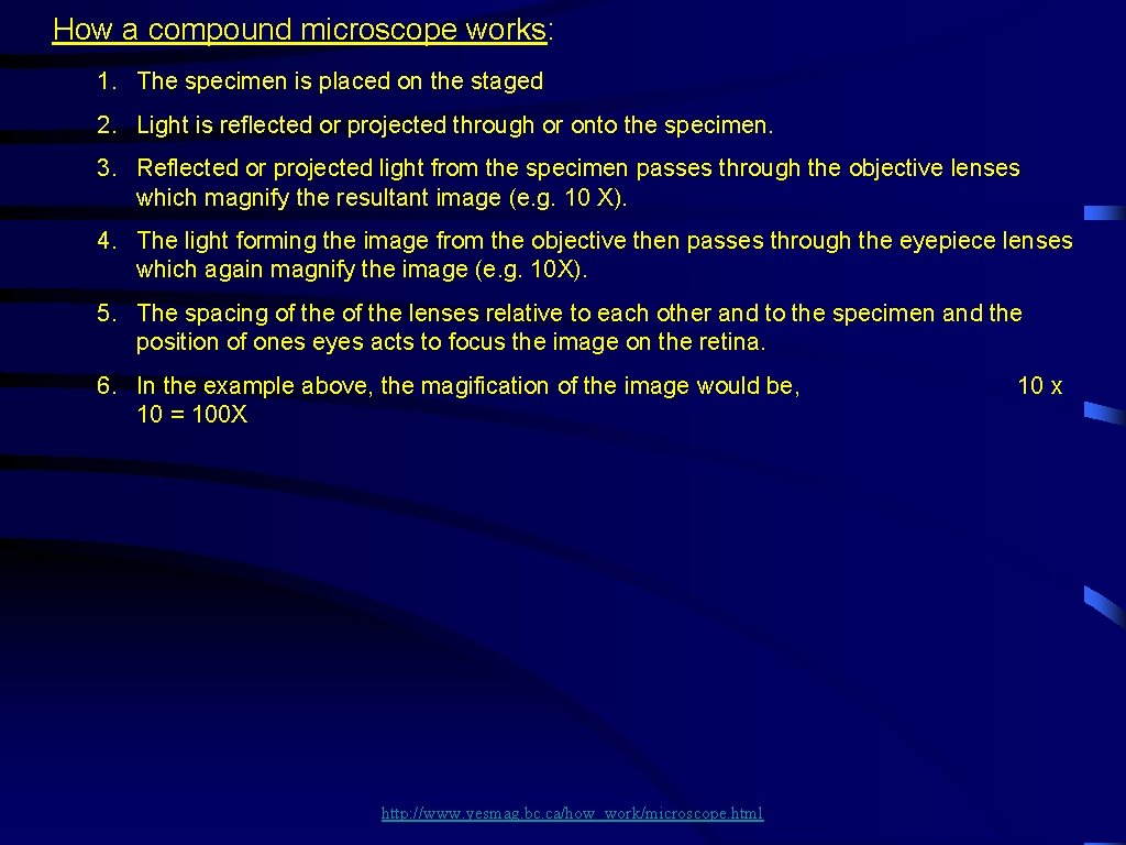 How a compound microscope works: 1. The specimen is placed on the staged 2.