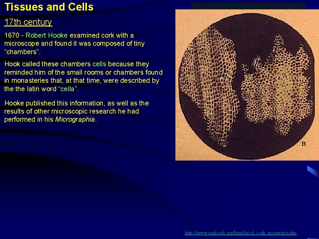 Tissues and Cells 17 th century 1670 - Robert Hooke examined cork with a