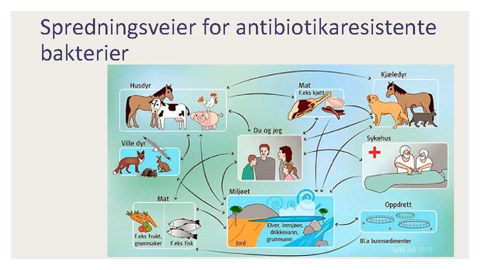 Spredningsveier for antibiotikaresistente bakterier 