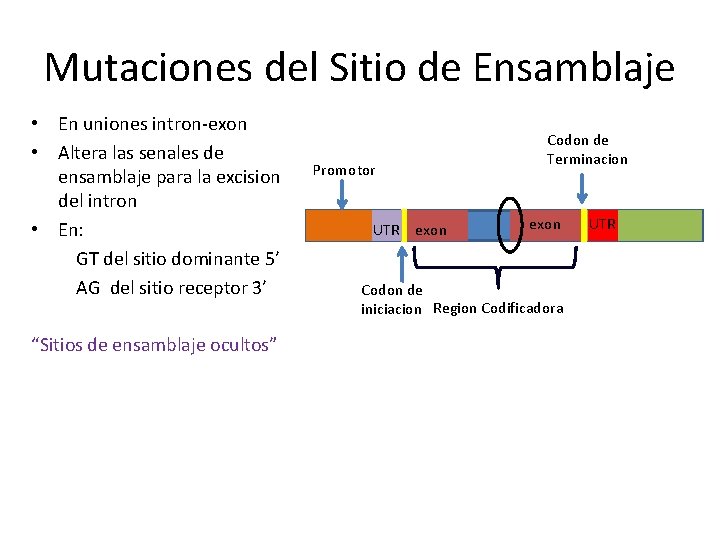 Mutaciones del Sitio de Ensamblaje • En uniones intron-exon • Altera las senales de