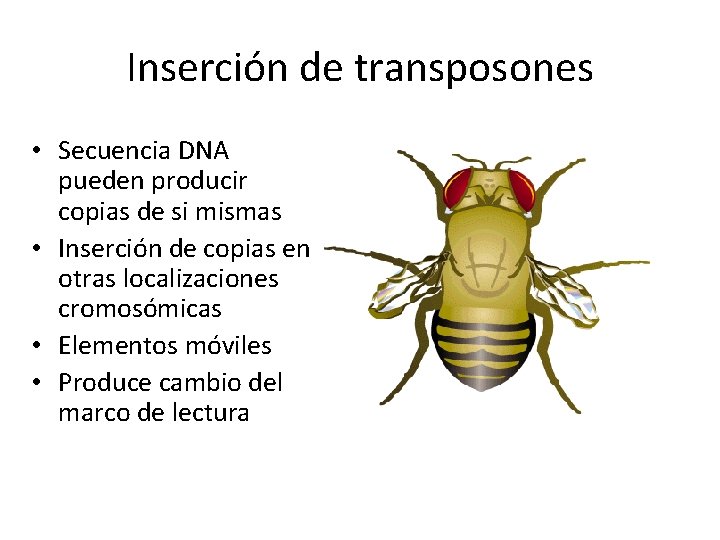 Inserción de transposones • Secuencia DNA pueden producir copias de si mismas • Inserción