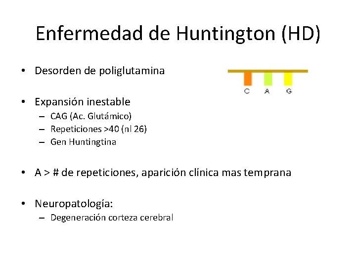 Enfermedad de Huntington (HD) • Desorden de poliglutamina • Expansión inestable – CAG (Ac.