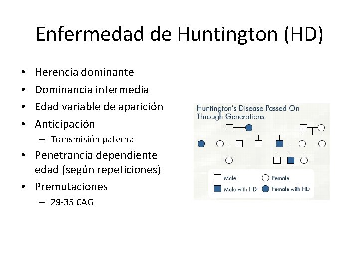 Enfermedad de Huntington (HD) • • Herencia dominante Dominancia intermedia Edad variable de aparición
