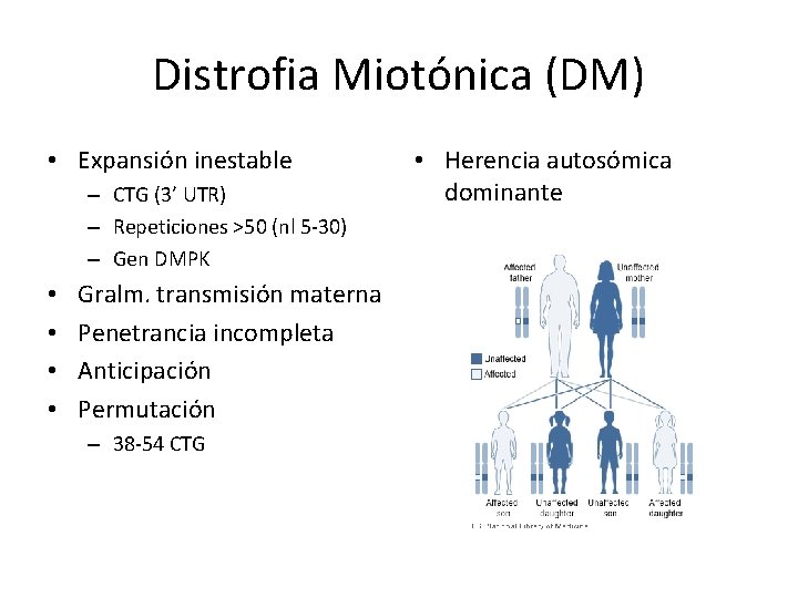 Distrofia Miotónica (DM) • Expansión inestable – CTG (3’ UTR) – Repeticiones >50 (nl