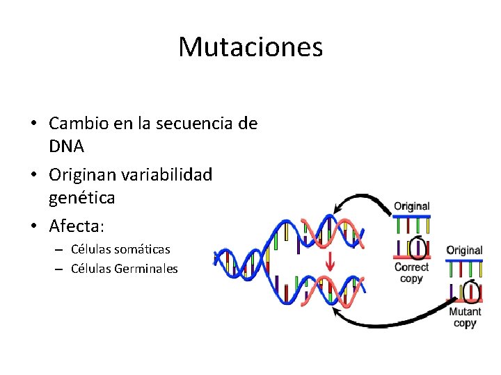 Mutaciones • Cambio en la secuencia de DNA • Originan variabilidad genética • Afecta: