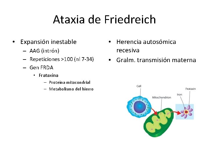 Ataxia de Friedreich • Expansión inestable – AAG (intrón) – Repeticiones >100 (nl 7