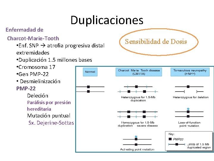 Duplicaciones Enfermadad de Charcot-Marie-Tooth • Enf. SNP atrofia progresiva distal extremidades • Duplicación 1.