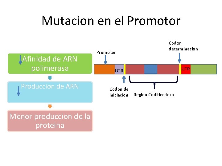 Mutacion en el Promotor Afinidad de ARN polimerasa Produccion de ARN Menor produccion de