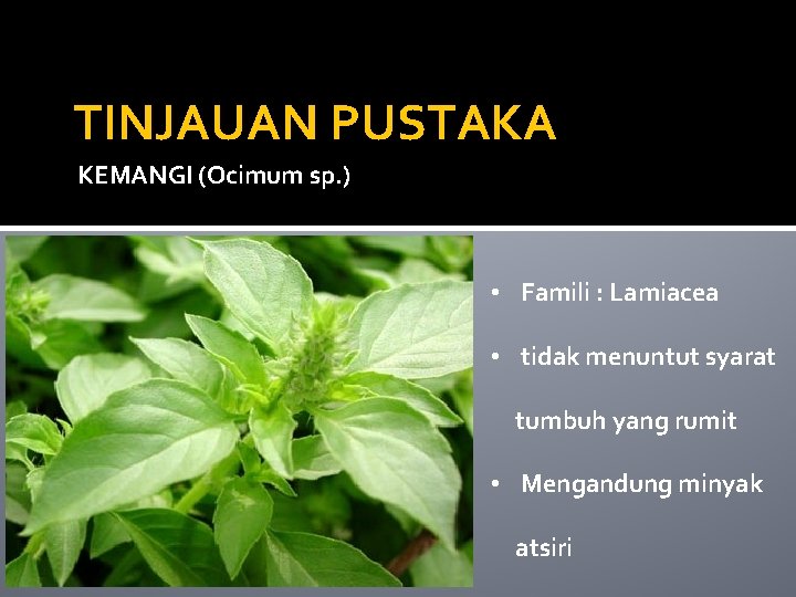 TINJAUAN PUSTAKA KEMANGI (Ocimum sp. ) • Famili : Lamiacea • tidak menuntut syarat