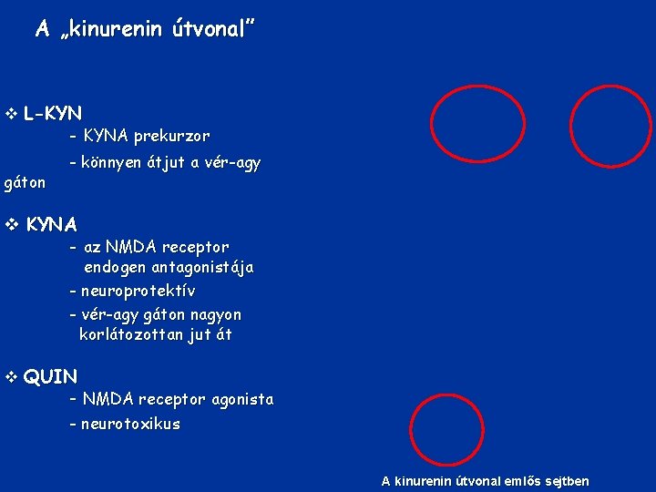 A „kinurenin útvonal” v L-KYN - KYNA prekurzor gáton - könnyen átjut a vér-agy