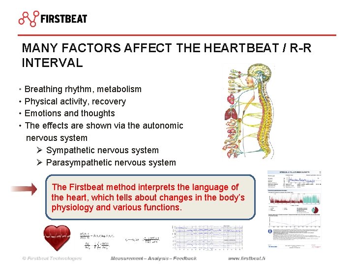 MANY FACTORS AFFECT THE HEARTBEAT / R-R INTERVAL • Breathing rhythm, metabolism • Physical