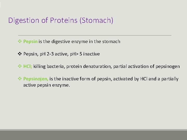 Digestion of Proteins (Stomach) v Pepsin is the digestive enzyme in the stomach v