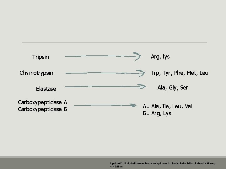 Tripsin Chymotrypsin Elastase Carboxypeptidase A Carboxypeptidase B Arg, lys Trp, Tyr, Phe, Met, Leu