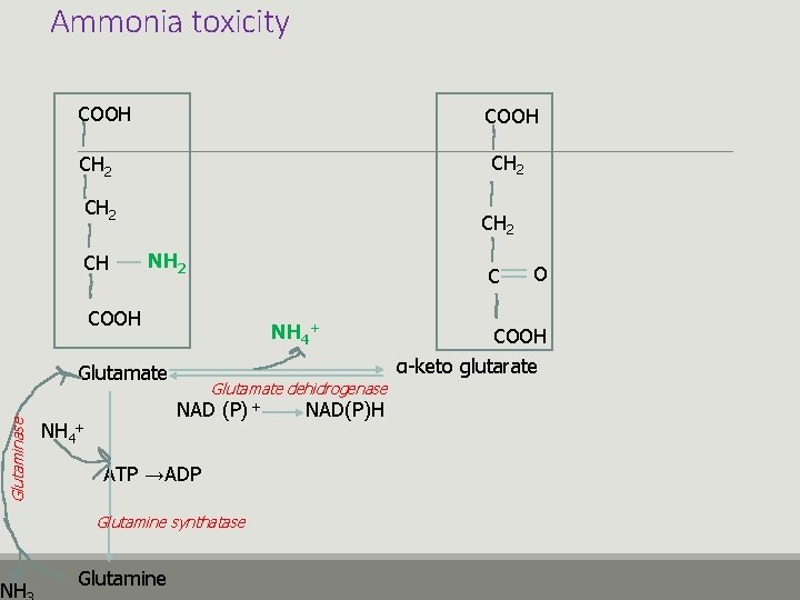 Ammonia toxicity COOH CH 2 CH CH 2 NH 2 C COOH NH 4+