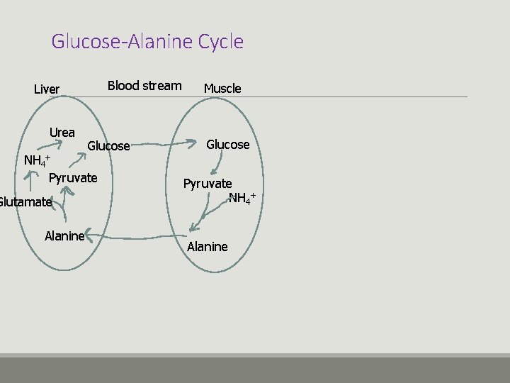 Glucose-Alanine Cycle Blood stream Liver Urea Glucose NH 4+ Pyruvate Glutamate Alanine Muscle Glucose