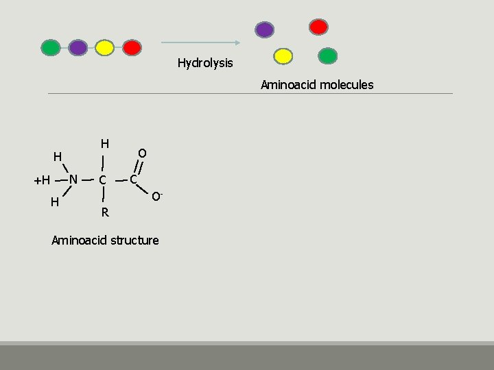 Hydrolysis Aminoacid molecules H H N +H H C O- R Aminoacid structure 