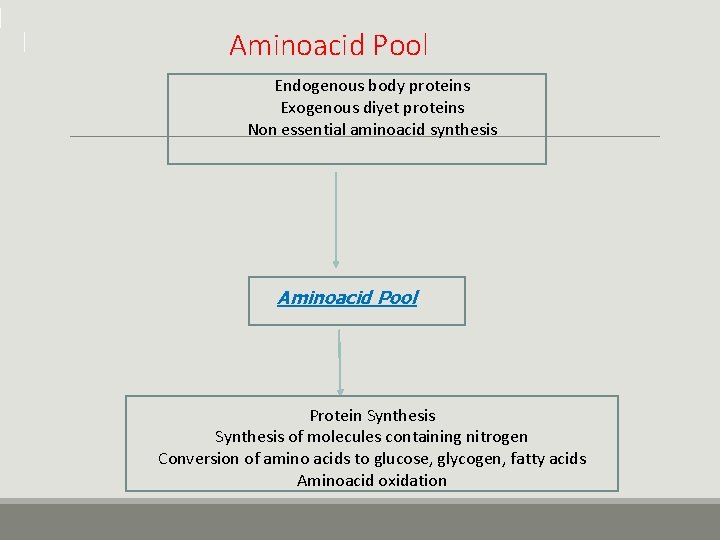 Aminoacid Pool Endogenous body proteins Exogenous diyet proteins Non essential aminoacid synthesis Aminoacid Pool