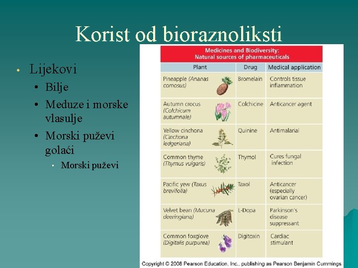 Korist od bioraznoliksti • Lijekovi • Bilje • Meduze i morske vlasulje • Morski