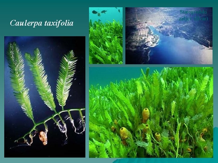 Caulerpa taxifolia Starogradski zaljev (Hvar) 