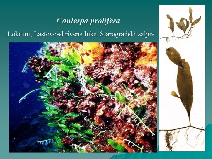 Caulerpa prolifera Lokrum, Lastovo-skrivena luka, Starogradski zaljev 
