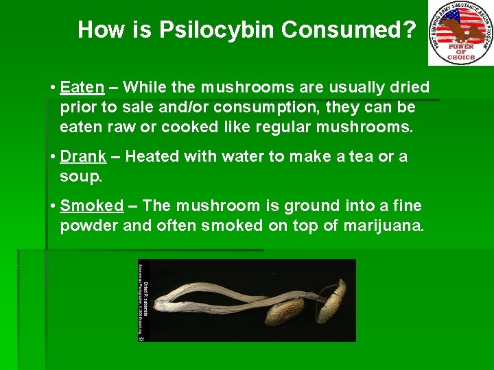 How is Psilocybin Consumed? • Eaten – While the mushrooms are usually dried prior