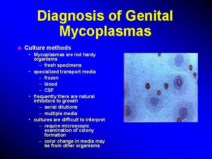 Diagnosis of Genital Mycoplasmas n Culture methods • Mycoplasmas are not hardy organisms –