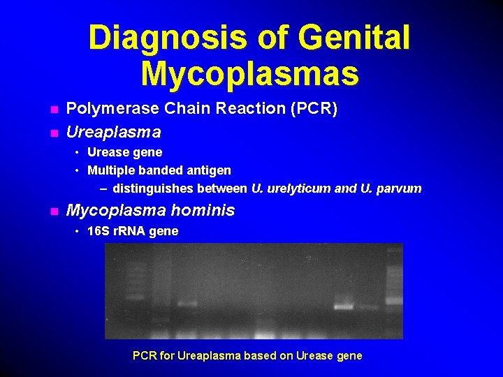 Diagnosis of Genital Mycoplasmas n n Polymerase Chain Reaction (PCR) Ureaplasma • Urease gene
