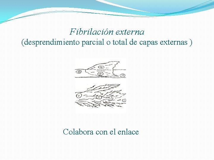 Fibrilación externa (desprendimiento parcial o total de capas externas ) Colabora con el enlace
