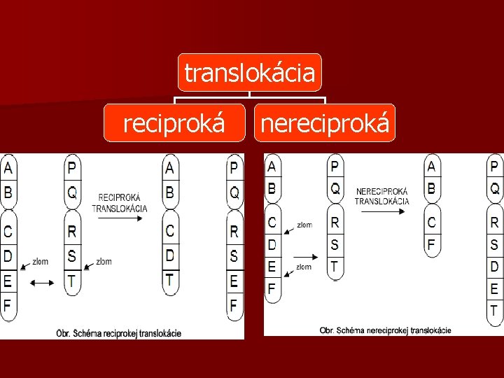 translokácia reciproká nereciproká 