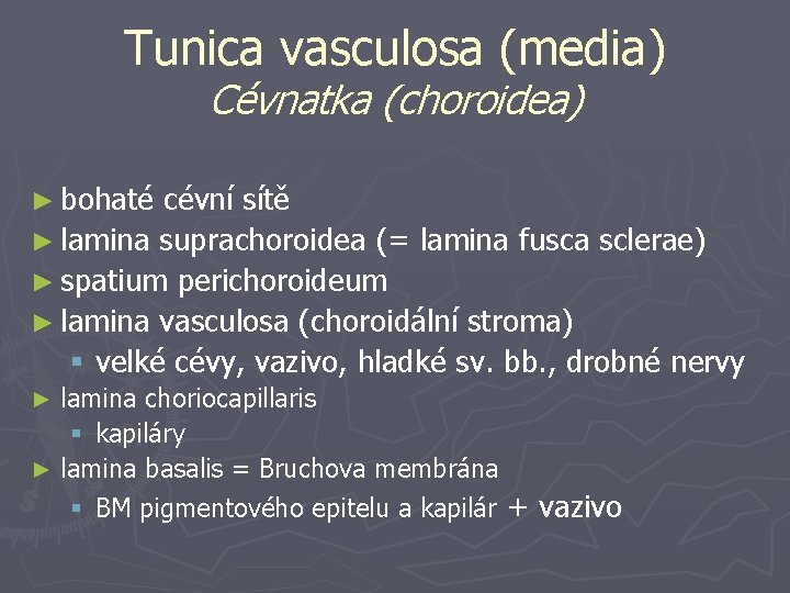 Tunica vasculosa (media) Cévnatka (choroidea) ► bohaté cévní sítě ► lamina suprachoroidea (= lamina