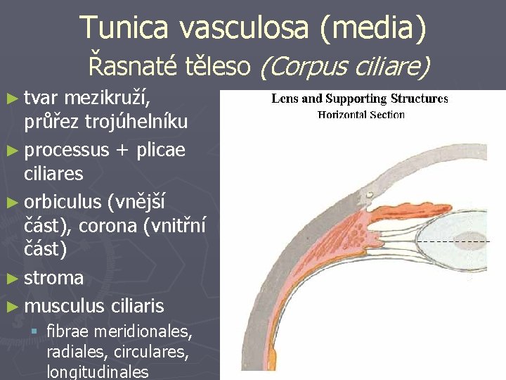 Tunica vasculosa (media) Řasnaté těleso (Corpus ciliare) ► tvar mezikruží, průřez trojúhelníku ► processus