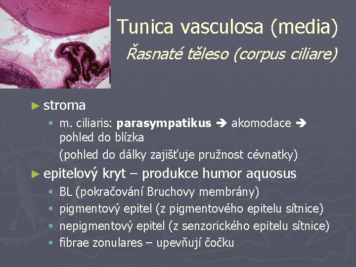 Tunica vasculosa (media) Řasnaté těleso (corpus ciliare) ► stroma § m. ciliaris: parasympatikus akomodace