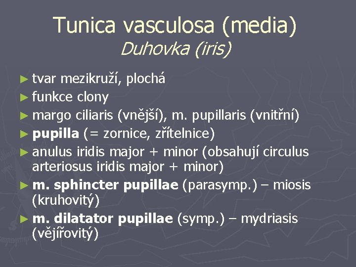 Tunica vasculosa (media) Duhovka (iris) ► tvar mezikruží, plochá ► funkce clony ► margo