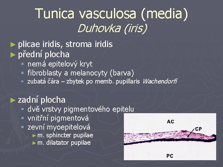 Tunica vasculosa (media) Duhovka (iris) ► plicae iridis, stroma iridis ► přední plocha §