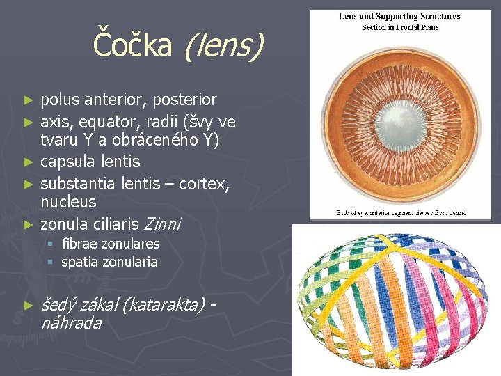 Čočka (lens) polus anterior, posterior ► axis, equator, radii (švy ve tvaru Y a