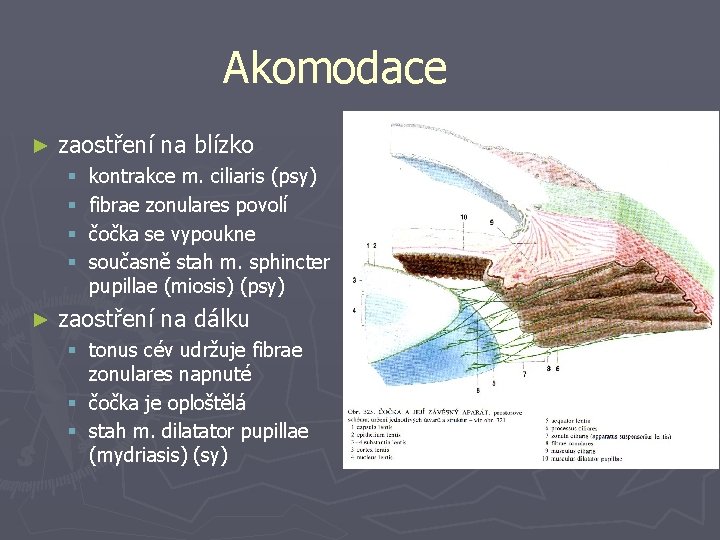 Akomodace ► zaostření na blízko § § ► kontrakce m. ciliaris (psy) fibrae zonulares