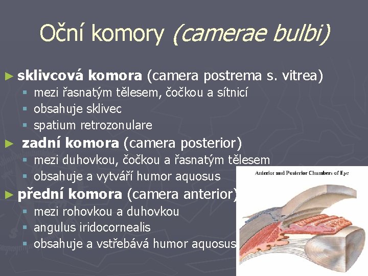 Oční komory (camerae bulbi) ► sklivcová komora (camera postrema § mezi řasnatým tělesem, čočkou