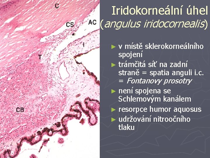 Iridokorneální úhel (angulus iridocornealis) ►v místě sklerokorneálního spojení ► trámčitá síť na zadní straně