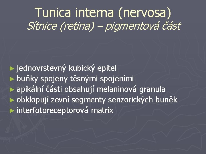 Tunica interna (nervosa) Sítnice (retina) – pigmentová část ► jednovrstevný kubický epitel ► buňky