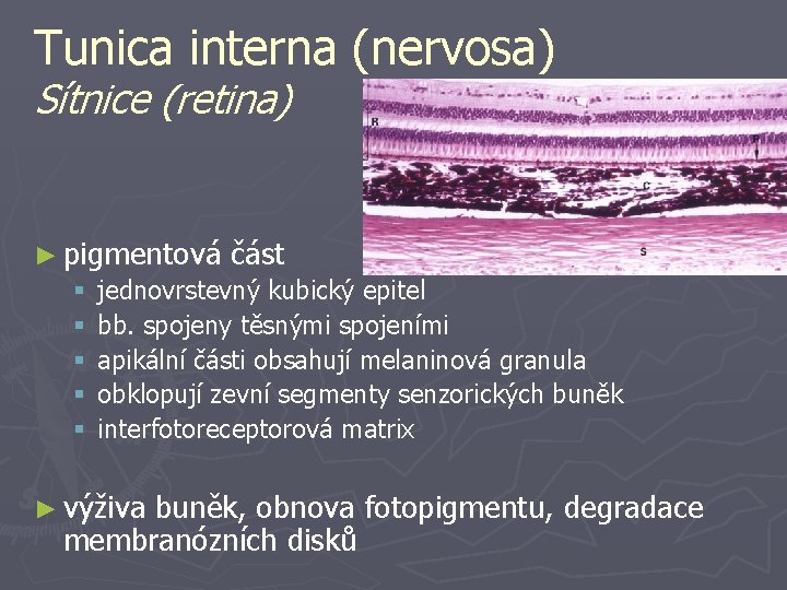 Tunica interna (nervosa) Sítnice (retina) ► pigmentová část § jednovrstevný kubický epitel § bb.