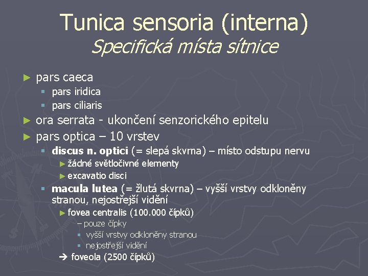 Tunica sensoria (interna) Specifická místa sítnice ► pars caeca § pars iridica § pars