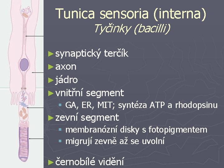 Tunica sensoria (interna) Tyčinky (bacilli) ► synaptický terčík ► axon ► jádro ► vnitřní